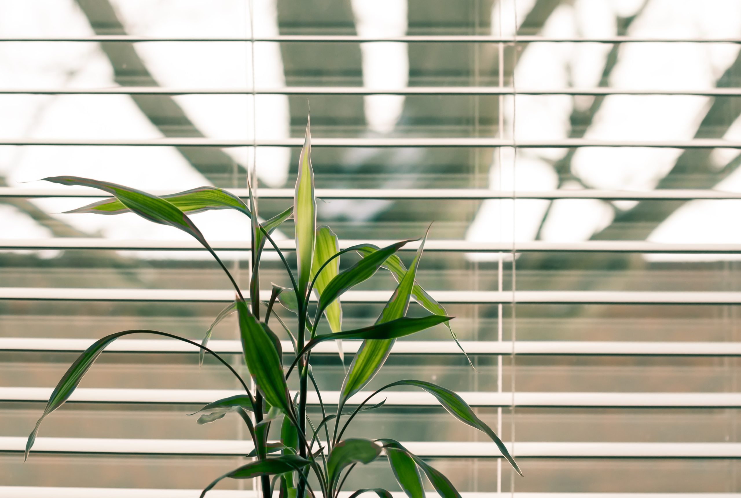 デスクの植物で眠気対策 オフィスの緑化がもたらすメリット