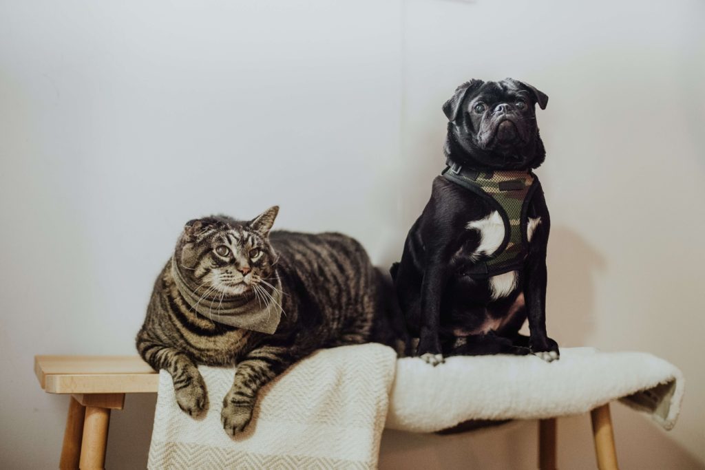 台に乗っている犬と猫