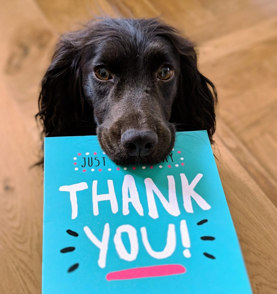A black dog holding a thank you card