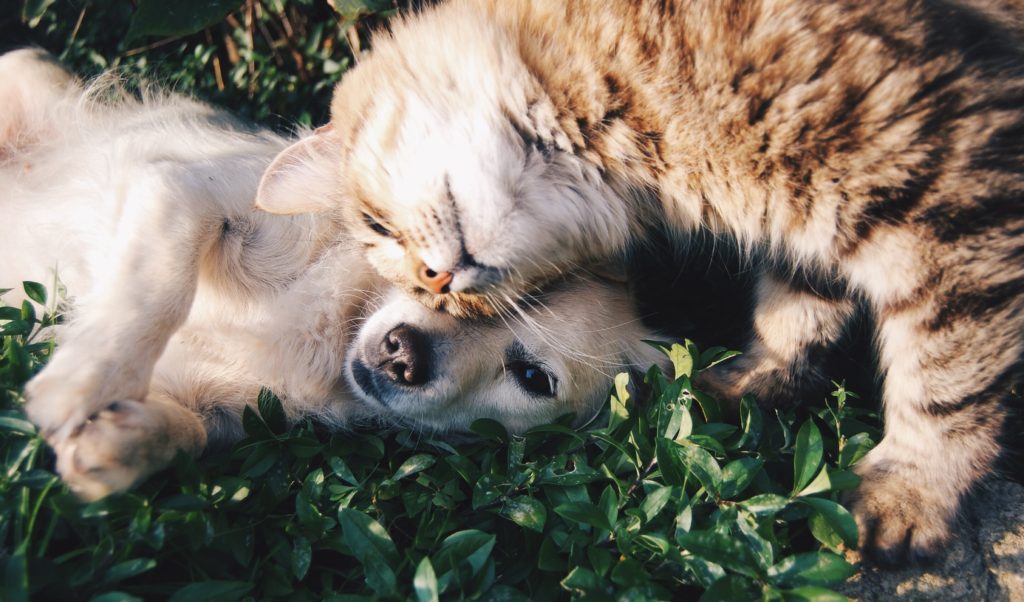 Cat and dog lying together in tje grass