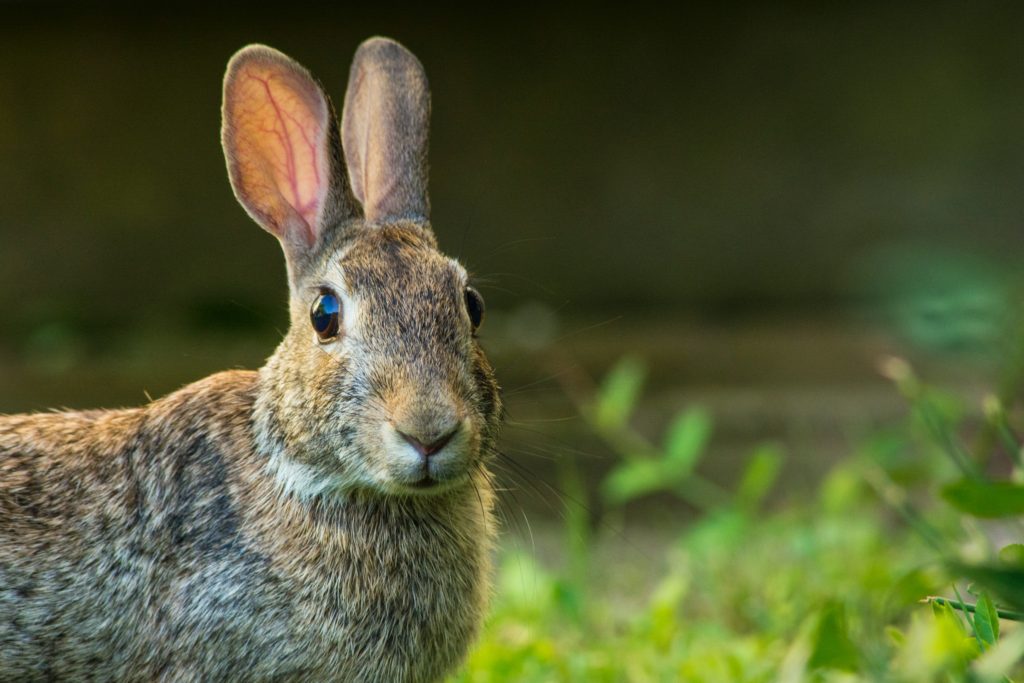 A rabbit in a field