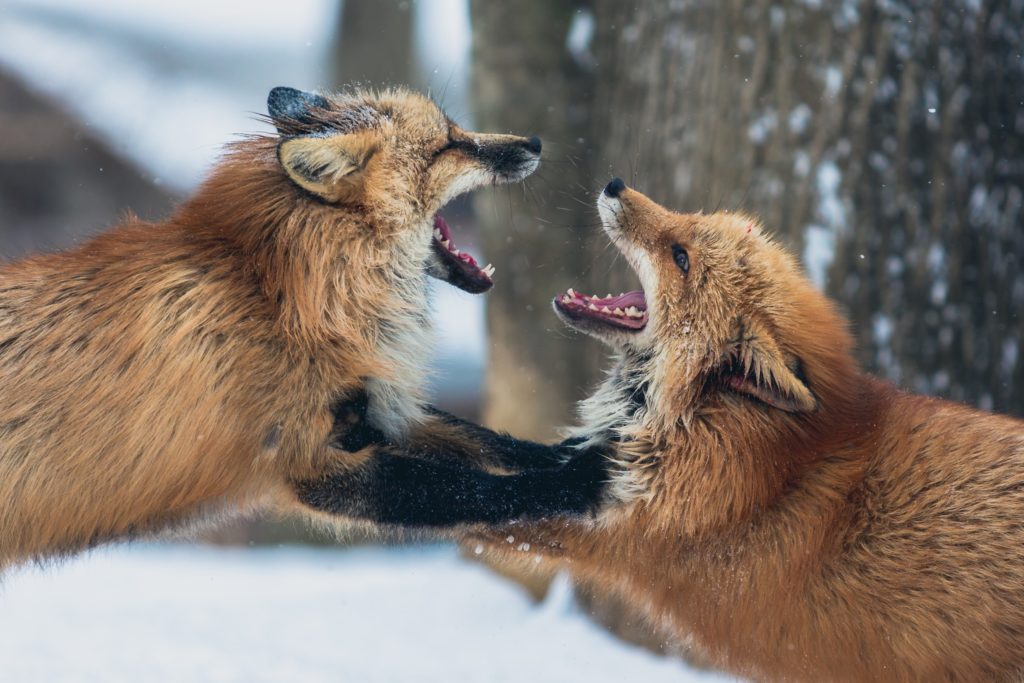 A common argument seen between a fox couple
