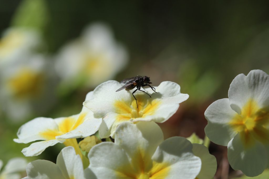 A fly on a white flower